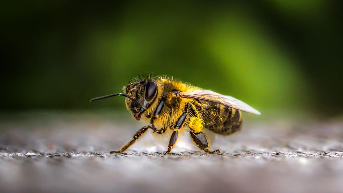 Bild: Veranstaltung zum Weltbienentag