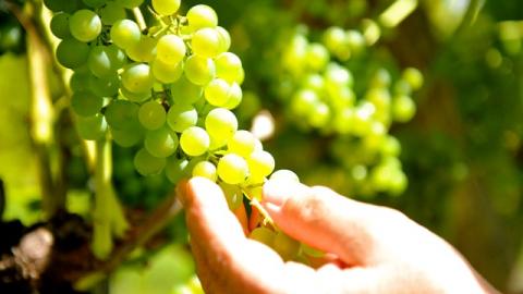 Slika: Gospodarstvo sreča vino - 22.09.2018