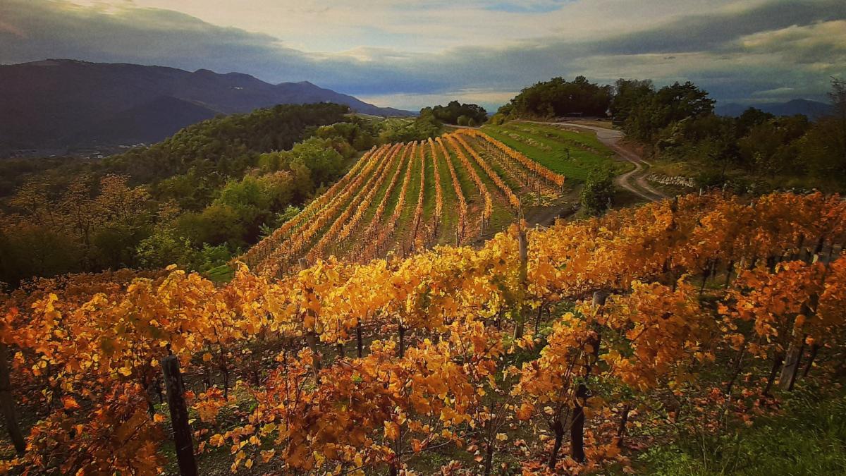 Slika: VINA SVETI MARTIN – Vipavska dolina 