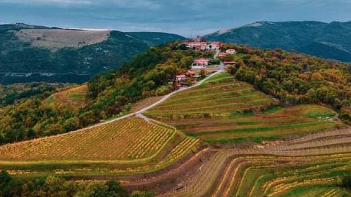 Slika: VINA SVETI MARTIN – Vipavska dolina 