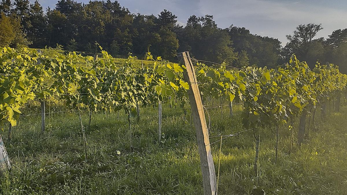 Bild: „Merlot und Malvasia, das ist Poesie.“